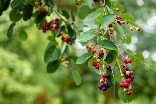 Elderberry: Nature’s Sweet Shield for Kids’ Immunity